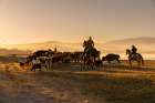 Mexican cowboys driving cattle from horseback. San Miguel de Allende. Art Print